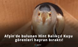 Afşin'de bulunan Hint Balıkçıl Kuşu görenleri hayran bıraktı!