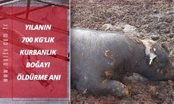 KAHRAMANMARAŞ'TA YILANIN 700 KG'LIK KURBANLIK BOĞAYI ÖLDÜRME ANI