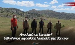Anadolu'nun ‘cerenleri' 180 yıl önce yaşadıkları Nurhak'a geri dönüyor