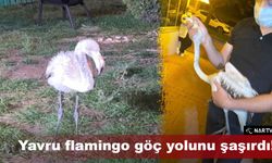 Yavru flamingo göç yolunu şaşırdı!