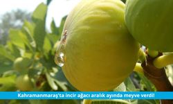 Kahramanmaraş'ta incir ağacı aralık ayında meyve verdi
