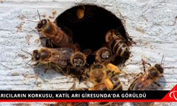 Arıcıların korkusu, katil arı Giresun'da da görüldü