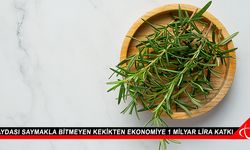 Faydası saymakla bitmeyen kekikten ekonomiye 1 milyar lira katkı