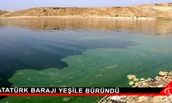 Atatürk Barajı yeşile büründü