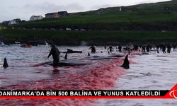 Danimarka'da bin 500 balina ve yunus katledildi
