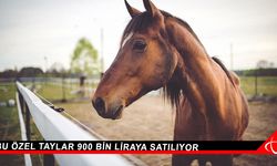 Bu özel taylar 900 bin liraya satılıyor