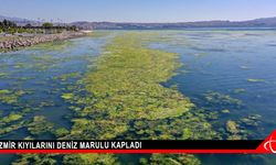 İzmir kıyılarını deniz marulu kapladı