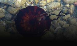 Çanakkale'de zehirli denizanası görüldü