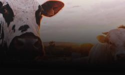 Ramazanda ucuz et için yeni düzenleme: Sığır başına ödeme yapılacak