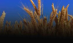 Türkiye tarihinde bir ilk: 50 bin ton buğday ithal edildi