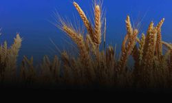 TMO, Buğday Ve Arpa Alım Fiyatlarını Artırdı