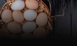 Rekabet Kurumu'dan Yumurta Sektörüne Soruşturma