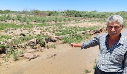 Fabrikanın zehirli atıkları hayvanlarını telef etti.