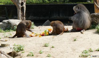 Sıcaktan bunalan hayvanların buzlu meyve keyfi.