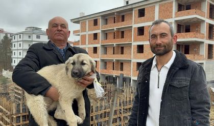 Baba oğul, çatıda ölümün eşiğindeki yavru köpeği kurtardı