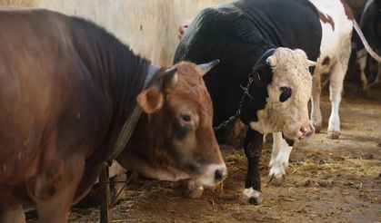 Kurbanlık alacaklara "yaş" uyarısı