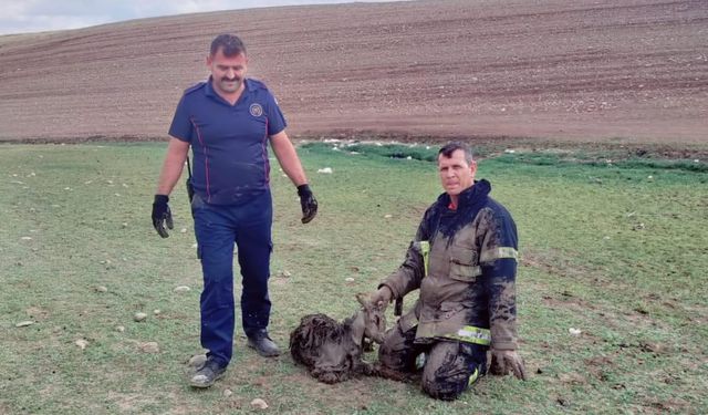 Kahramanmaraş'ta bataklığa saplanan keçiyi itfaiye kurtardı