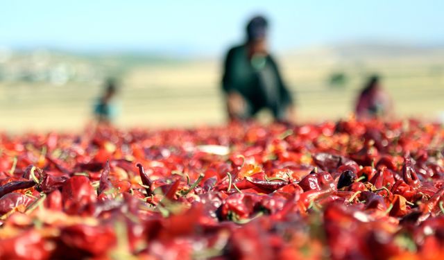 Tescilli Maraş biberinde hasat zamanı