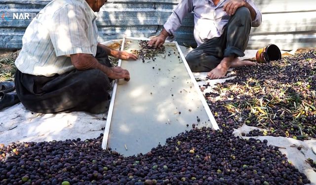 Kahramanmaraş’ta zeytin hasadı başladı.