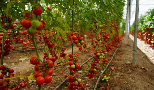 Serada Üretilen Ürünler Çevre İllere Gönderiliyor