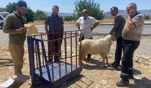 Depremin merkezinde kurbanlık satış yerleri bu sene boş kaldı