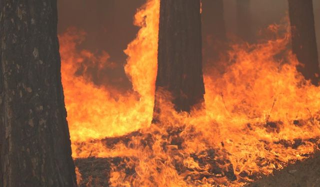 Kahramanmaraş'taki orman yangını söndürüldü