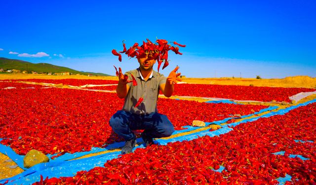 ‘Maraş biberi’ hasadı başladı