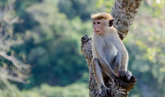 Tayland'da maymun istilası