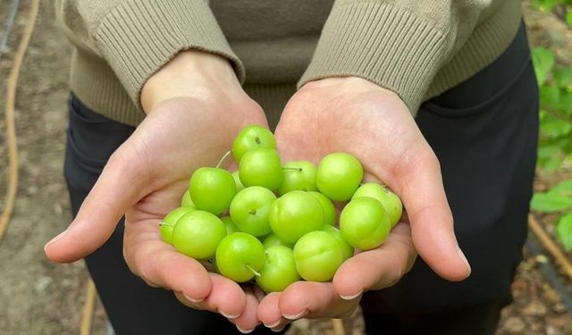 Eriğin ilk hasadı... Fiyatı altınla yarışıyor