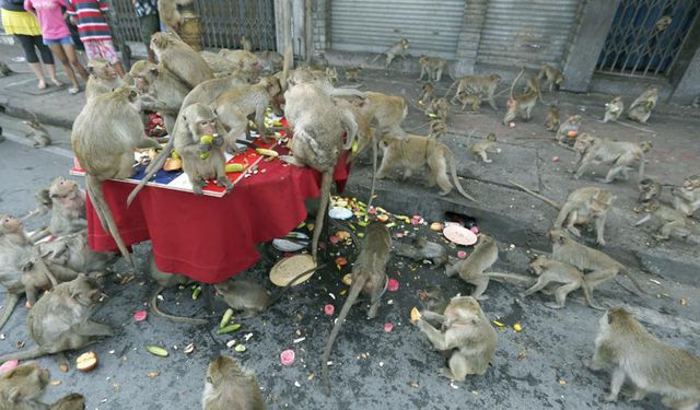 Tayland'da şehirleri istila eden maymunlar toplanıyor