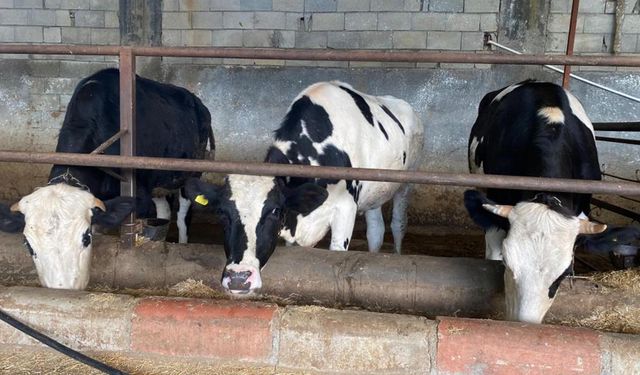 Büyükbaş kurbanlıklarda ‘kapak atma’ konusuna dikkat