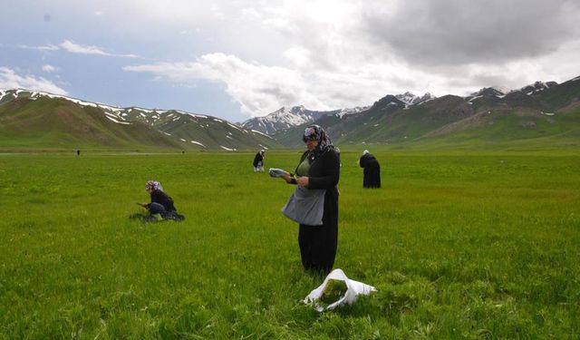 Bu ot için 200 kilometre yol gidiyorlar