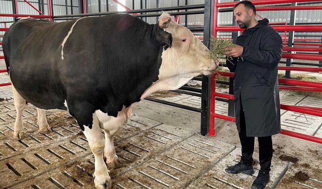 Bu kurbana bir otomobil parası istiyor! İşte fiyatı