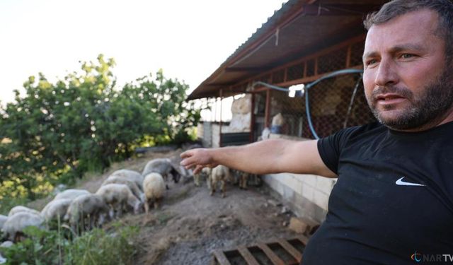 Kahramanmaraş'ta başıboş köpek sürüleri vahşet saçtı!