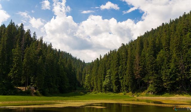 Kahramanmaraş'ta da mı ormana girmek yasaklandı?