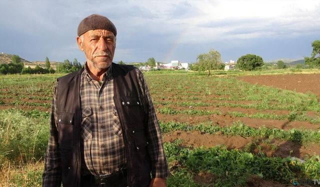 Dolu yağışı sebze fidelerine zarar verdi