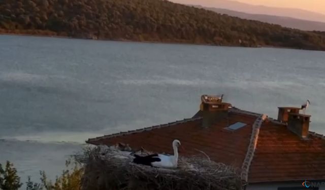 Yaren Leylek depremi önceden hissetti.