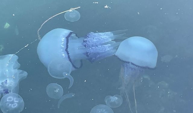 Marmara'da 'bitti' denilen müsilaj kabusu tekrar hortladı