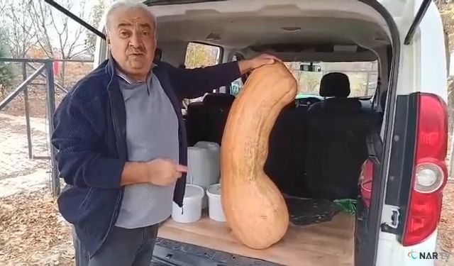 Elazığ’da 47 kilogramlık 113 santimetre kabak şaşırttı