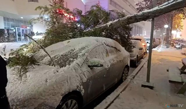 Bolu'da park halindeki araçların üzerine ağaç devrildi