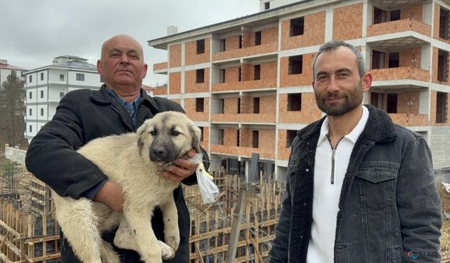 Baba oğul, çatıda ölümün eşiğindeki yavru köpeği kurtardı