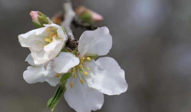 İlk Cemre düştü mü ne zaman düşecek?