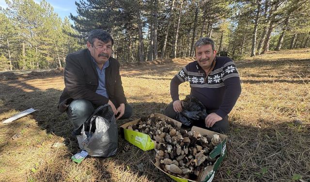 Kastamonu ormanlarında bereket patladı: Kuzugöbeği mantarı için vatandaşlar ormana akın ediyor!