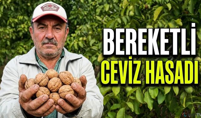 Bereketli ceviz hasadı başladı.