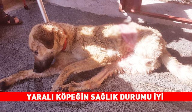 YARALI KÖPEĞİN SAĞLIK DURUMU İYİ