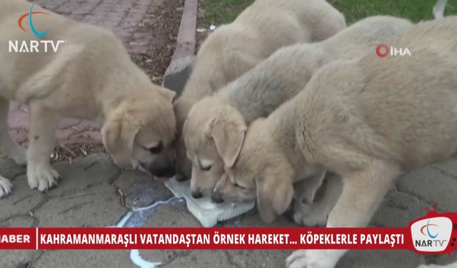 KAHRAMANMARAŞLI VATANDAŞTAN ÖRNEK HAREKET… KÖPEKLERLE PAYLAŞTI