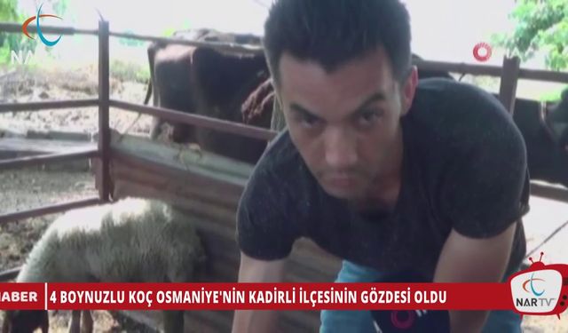 4 BOYNUZLU KOÇ OSMANİYE'NİN KADİRLİ İLÇESİNİN GÖZDESİ OLDU