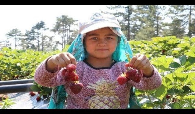 KAHRAMANMARAŞ’TA ÇİLEK HASADI TÖRENLE BAŞLADI