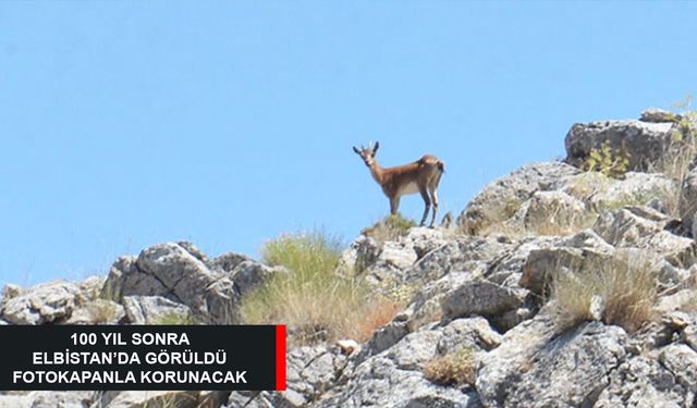 100 YIL SONRA ELBİSTAN'DA GÖRÜLDÜ, FOTOKAPANLA KORUNACAK!