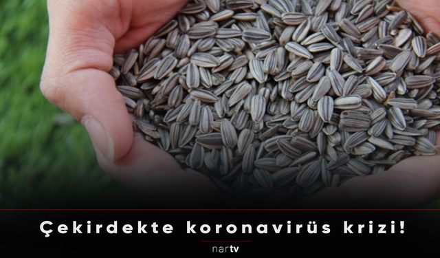 ÇEKİRDEKTE KORONAVİRÜS KRİZİ!